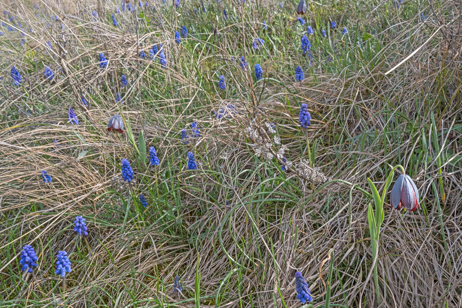 Fritillaria caucasica and Muscari sp., possibly M. armeniacum? Turtle Lake, Tblisi, Georgia, 27/3/16.
