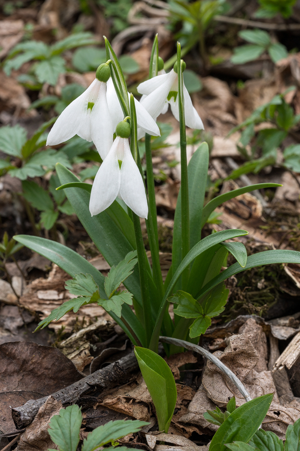 Galanthus 'artjuschenkoae', NE Armenia, 10/3/16. Variation in inner segment mark and flower shape.
