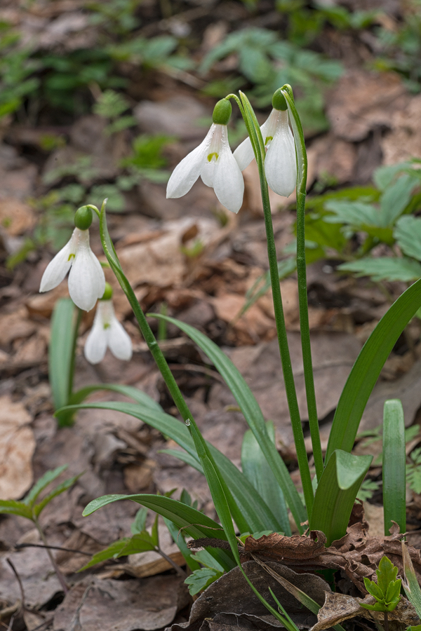 Galanthus 'artjuschenkoae', NE Armenia, 10/3/16.