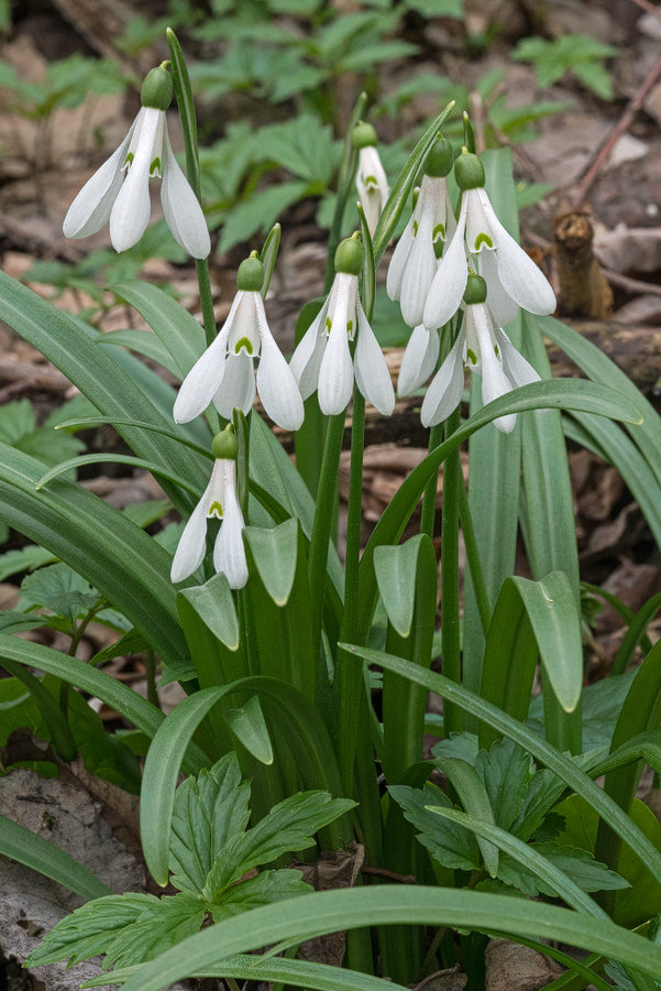 Galanthus 'artjuschenkoae', NE Armenia, 10/3/16.