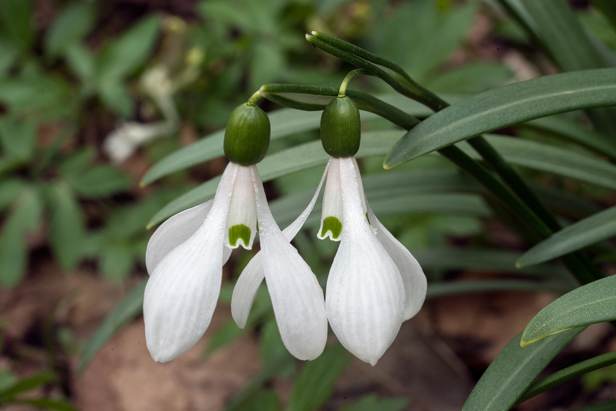 Ridiculously elegant Galanthus 'artjuschenkoae', NE Armenia, 10/3/16.