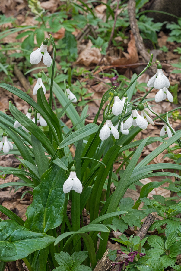 Some flowers had a seersucker texture to the outer segments.