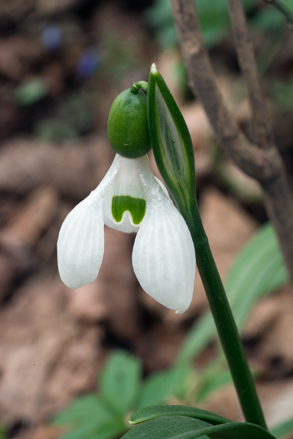 Galanthus 'artjuschenkoae', NE Armenia, 10/3/16. Variation in inner segment mark and flower shape.
