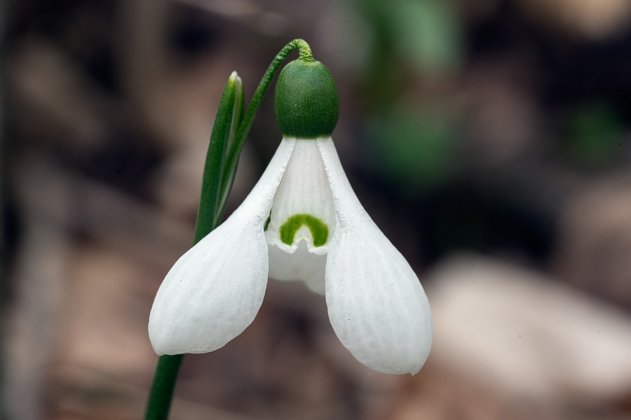 Galanthus 'artjuschenkoae', NE Armenia, 10/3/16. Variation in inner segment mark and flower shape.