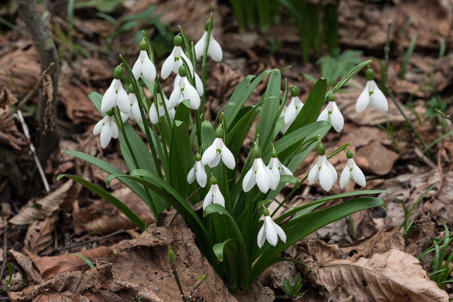A fine clump of Galanthus 'artjuschenkoae', NE Armenia, 10/3/16.