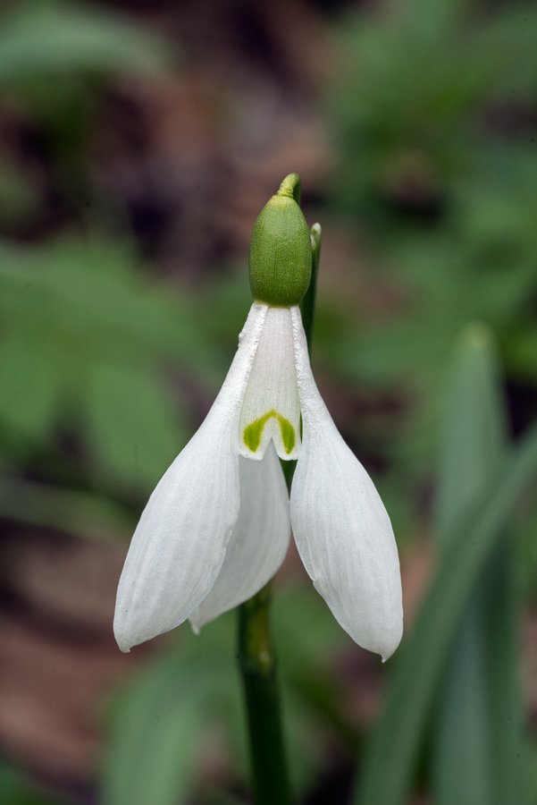 Galanthus 'artjuschenkoae', NE Armenia, 10/3/16. Variation in inner segment mark and flower shape.