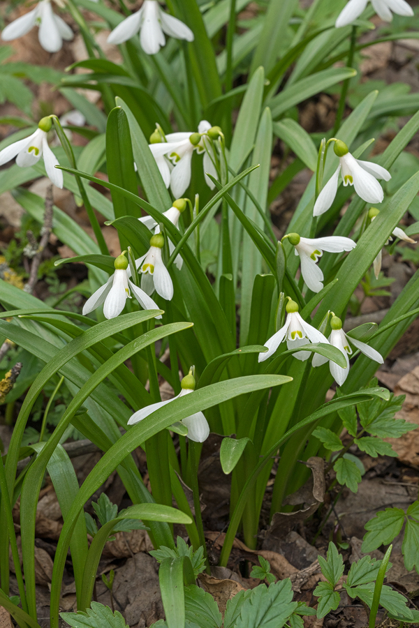 Galanthus 'artjuschenkoae', NE Armenia, 10/3/16. Yellowish ovary and inner segment mark.