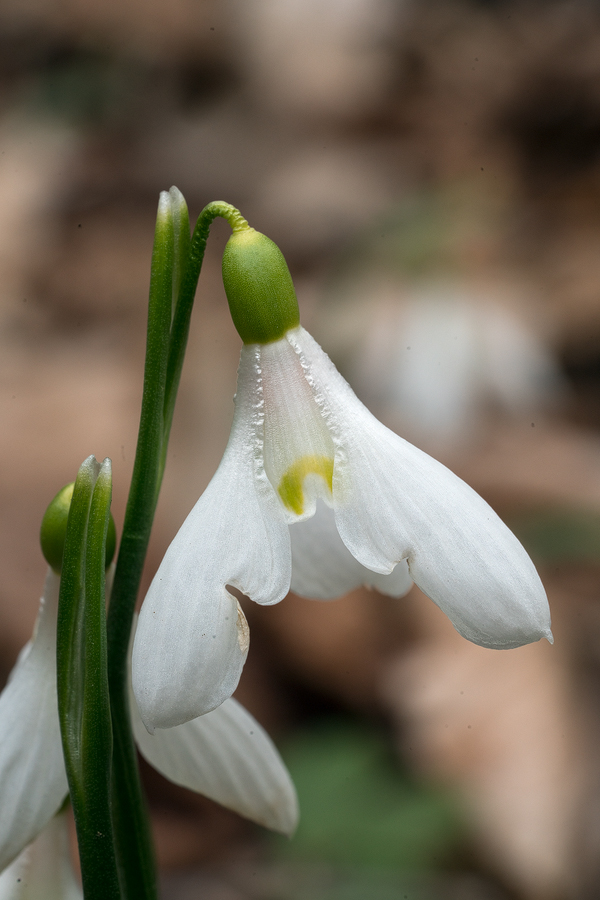 Galanthus 'artjuschenkoae', NE Armenia, 10/3/16. Variation in inner segment mark and flower shape.