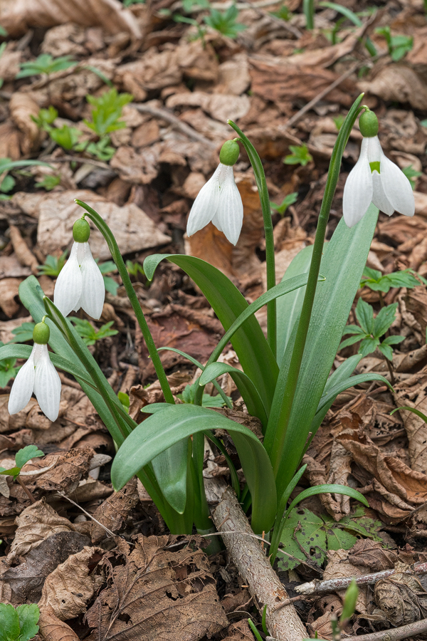 Galanthus 'artjuschenkoae', NE Armenia, 10/3/16.