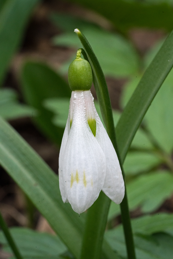 Galanthus 'artjuschenkoae', NE Armenia, 10/3/16.