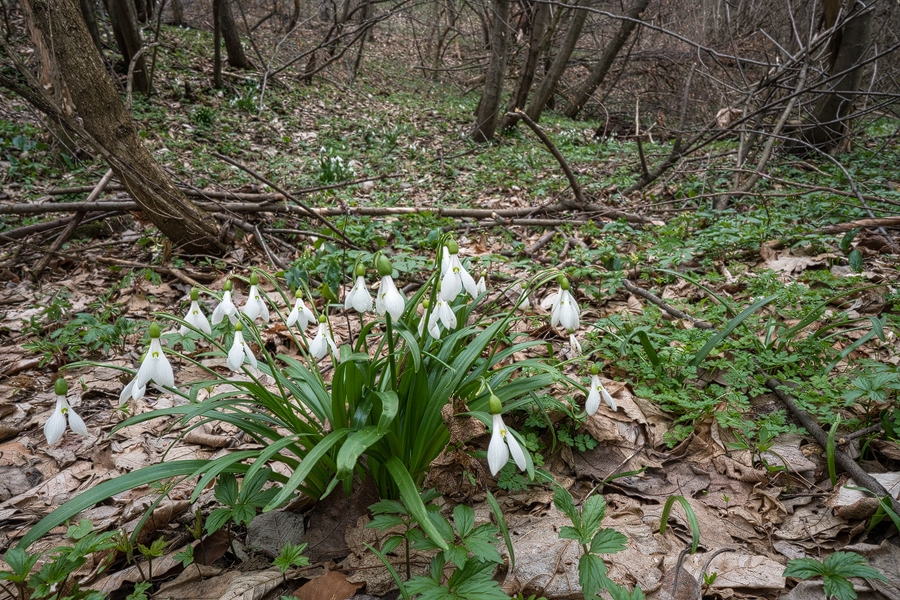 Galanthus 'artjuschenkoae' habitat, NE Armenia, 10/3/16.