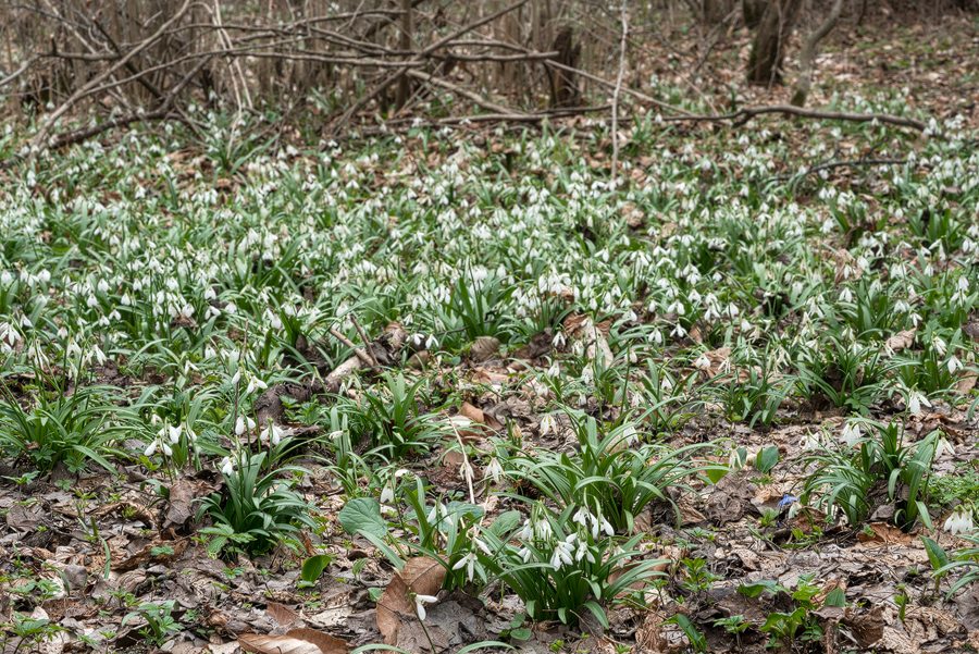 Clump-forming in Galanthus 'artjuschenkoae', NE Armenia, 10/3/16.