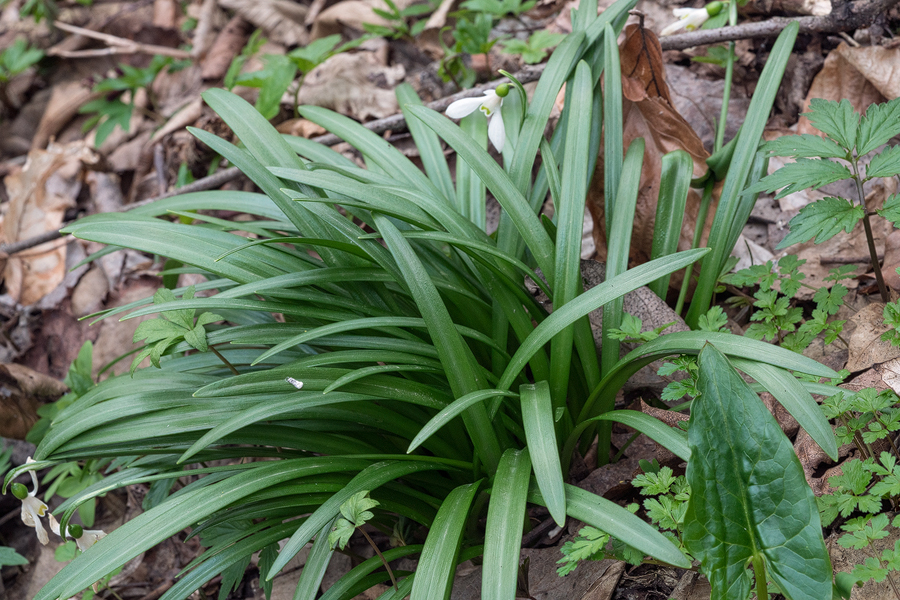 Galanthus 'artjuschenkoae', NE Armenia, 10/3/16.