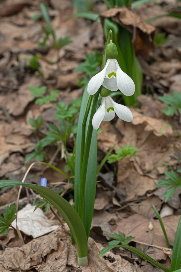 A robust individual of Galanthus 'artjuschenkoae', with two scapes, NE Armenia, 10/3/16.