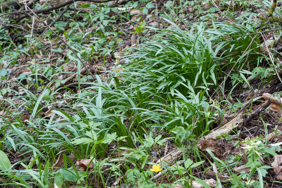Galanthus 'cabardensis', near Nalchik, 31/3/16.