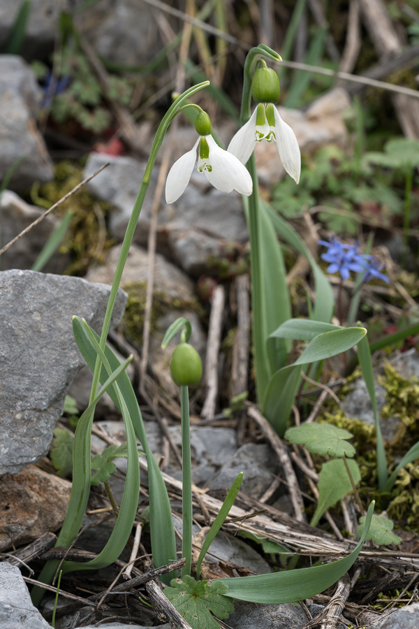 Galanthus gracilis, near Izmir, Turkey, 9/3/16. Variation in flower shape and inner segment markings.