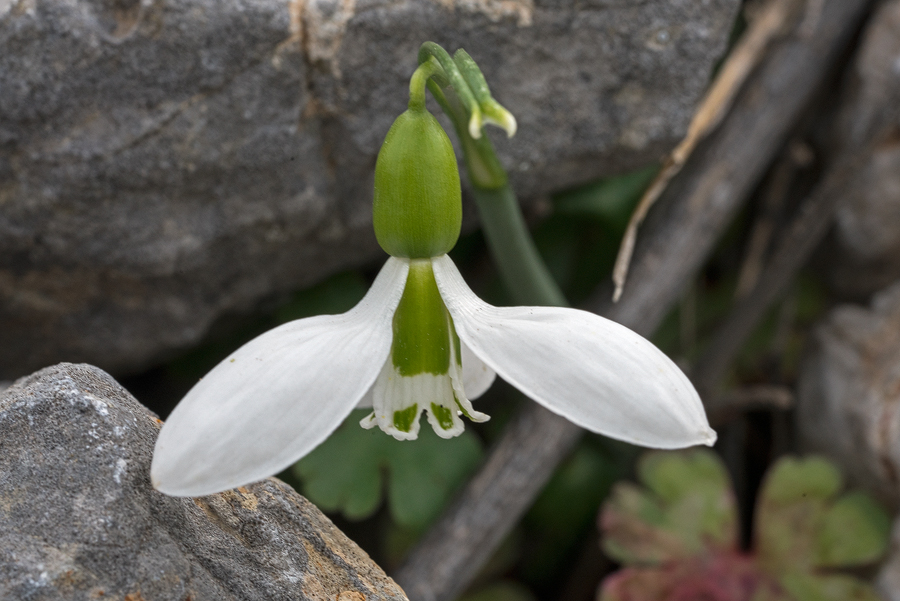 Galanthus gracilis, near Izmir, Turkey, 9/3/16.