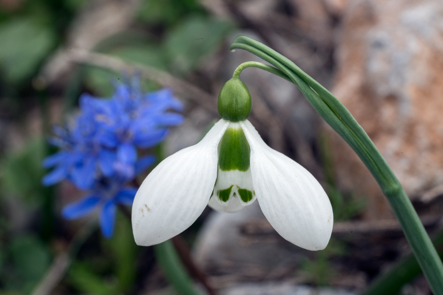 Galanthus gracilis, near Izmir, Turkey, 9/3/16. Variation in flower shape and inner segment markings.