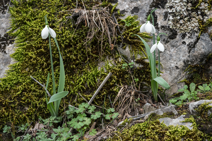 Galanthus gracilis, near Izmir, Turkey, 9/3/16. Most plants were growing singly, or in small clumps. Often with twin scapes.