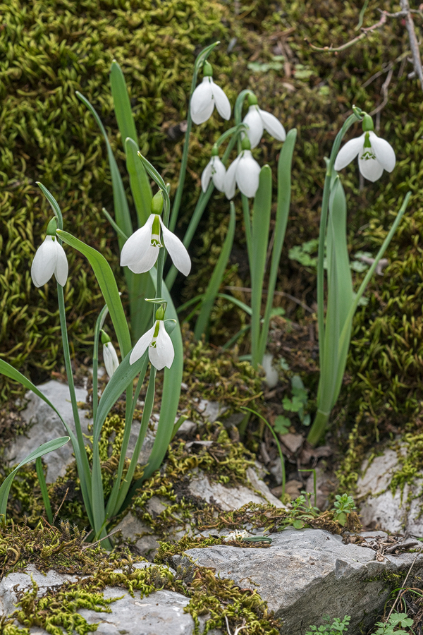 Galanthus gracilis, near Izmir, Turkey, 9/3/16. Unmistakable, twisted, linear, glaucous leaves.