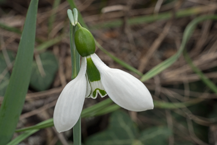 Galanthus gracilis, near Izmir, Turkey, 9/3/16.