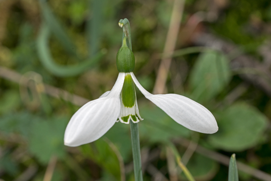 Galanthus gracilis, near Izmir, Turkey, 9/3/16.