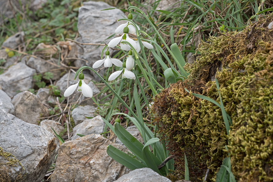 Galanthus gracilis, near Izmir, Turkey, 9/3/16. Variation in flower shape and inner segment markings.