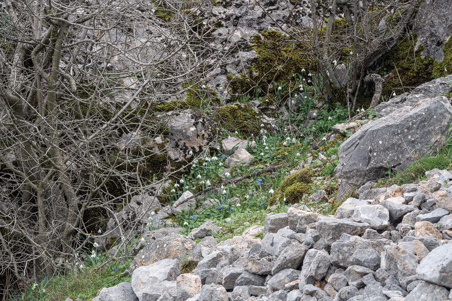 Galanthus gracilis habitat: limestone rubble beneath north-facing cliffs, often under shrubs and small trees. Near Izmir, western Turkey, 9/3/16.