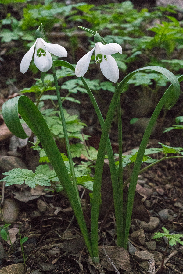 Galanthus 'kemulariae', near Zedazeni Monastery, Georgia, 26/3/16.