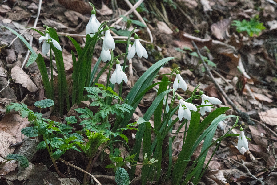 Galanthus 'kemulariae', near Zedazeni Monastery, Georgia, 26/3/16.