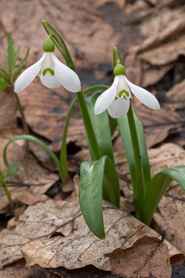 Galanthus 'ketzkhovelli', north of Tblisi, 25/3/16. Variation in flower shape and markings.