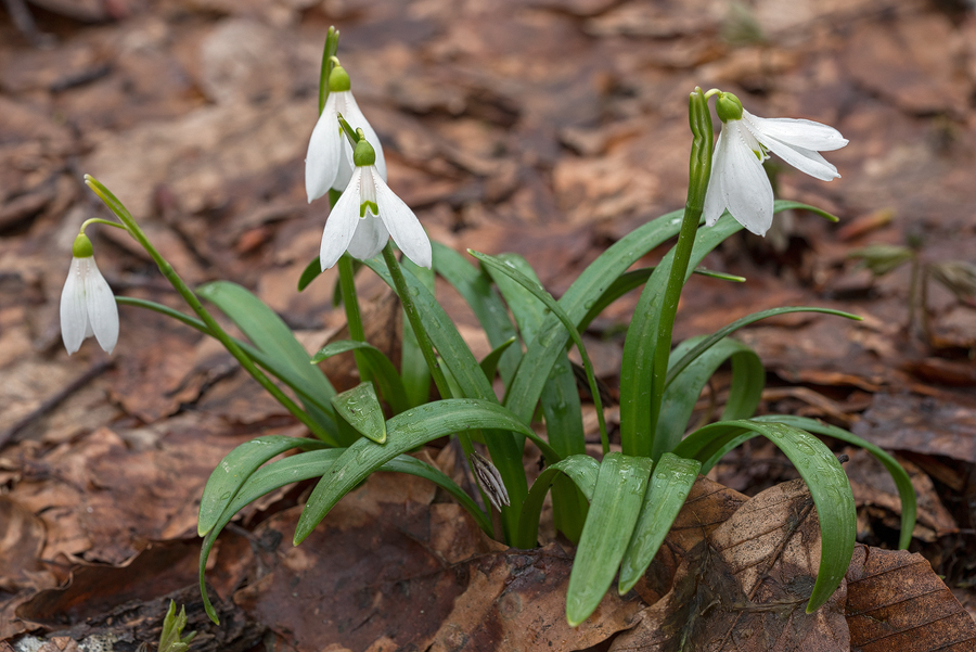 Galanthus 'ketzkhovelli', north of Tblisi, 25/3/16. Variation in flower shape and markings.