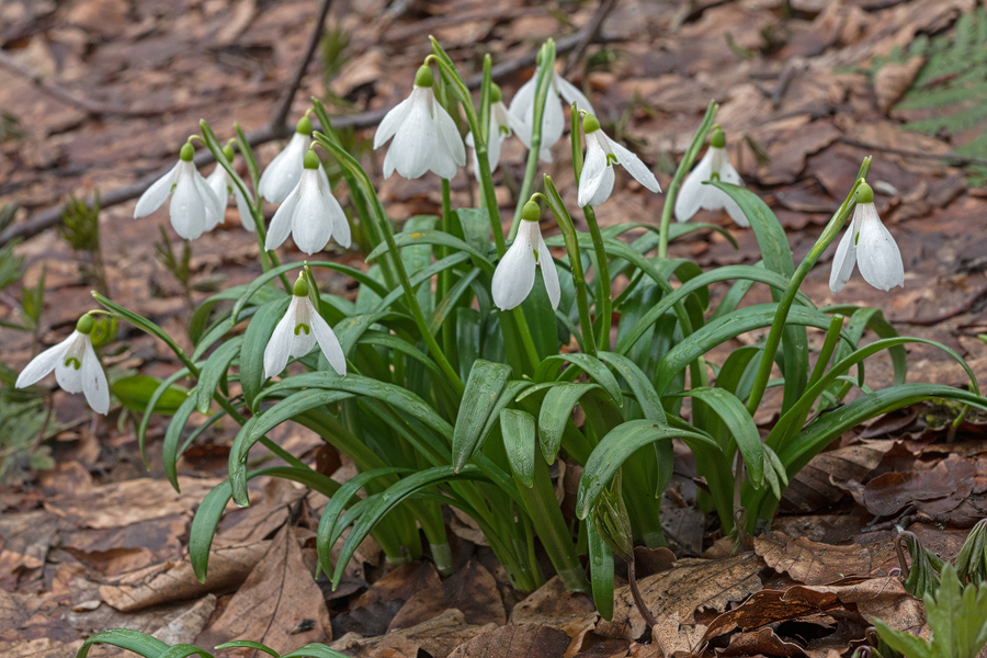 Galanthus 'ketzkhovelli', north of Tblisi, 25/3/16.