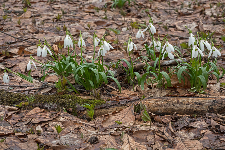 Galanthus 'ketzkhovelli', a particularly attractive clone, north of Tblisi, 26/3/16.