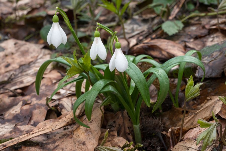 Galanthus 'ketzkhovelli', north of Tblisi, 25/3/16. An atypical, free-flowering clone.