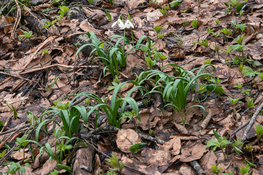 Galanthus 'ketzkhovelli', north of Tblisi, 25/3/16. A rather typical clone, not very free-flowering.