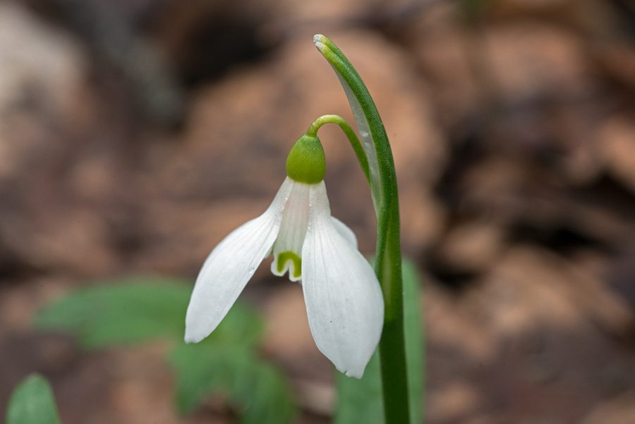 Galanthus 'ketzkhovelli', north of Tblisi, 25/3/16.