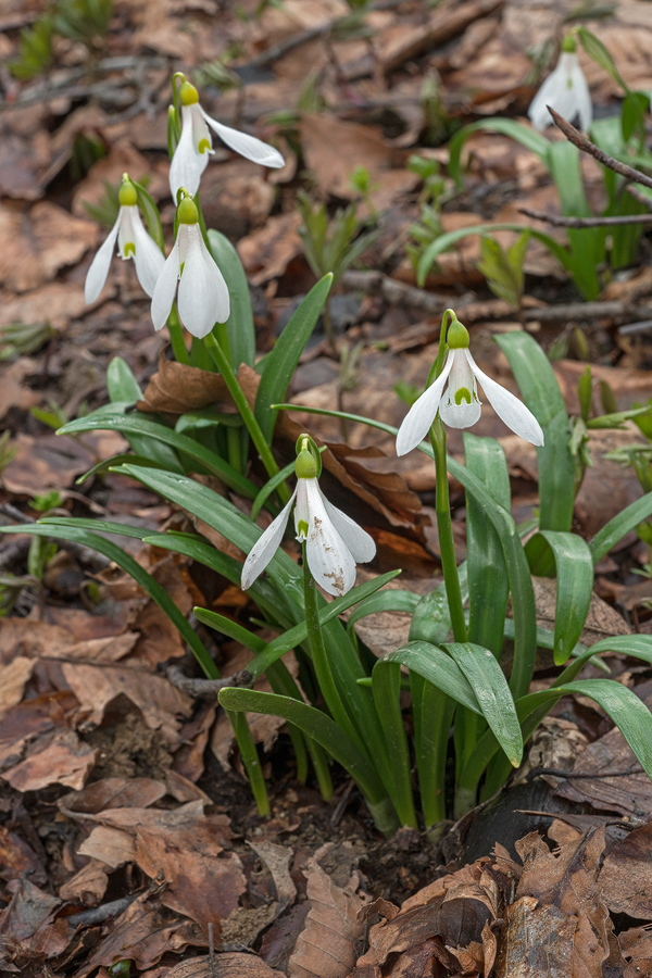 Galanthus 'ketzkhovelli', north of Tblisi, 25/3/16. Variation in flower shape and markings.