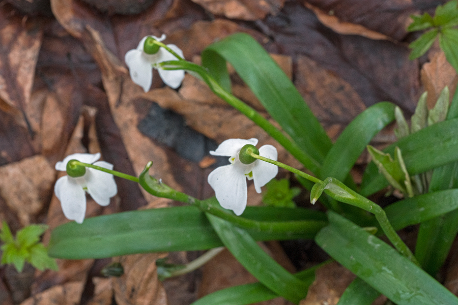 Galanthus 'ketzkhovelli', north of Tblisi, 25/3/16. Variation in flower shape and markings.