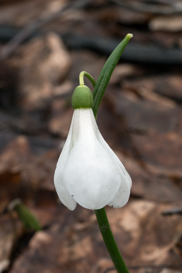 Galanthus 'ketzkhovelli', north of Tblisi, 25/3/16. Variation in flower shape and markings.