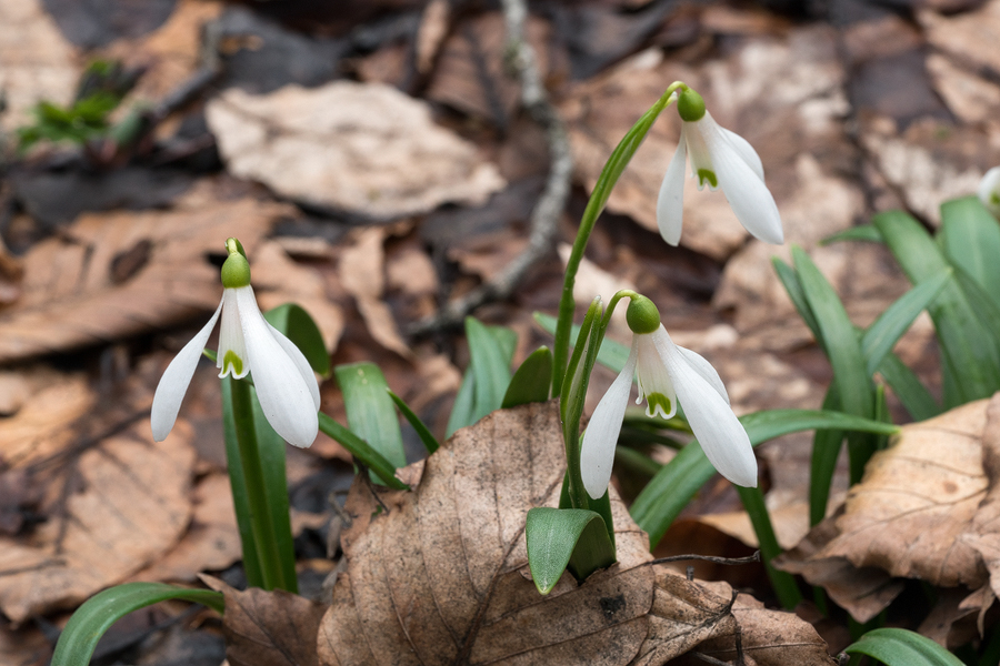 Galanthus 'ketzkhovelli', north of Tblisi, 25/3/16. Variation in flower shape and markings.