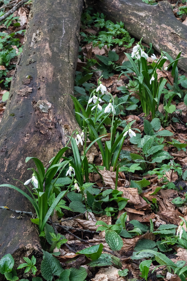 Galanthus 'ketzkhovelli', north of Tblisi, Georgia, 26/3/16. Note the more erect foliage of plants in this sub-population, growing among G. woronowii.
