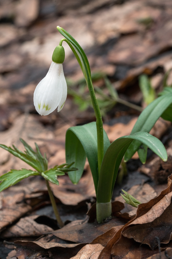 Galanthus 'ketzkhovelli', north of Tblisi, 25/3/16. Variation in flower shape and markings.