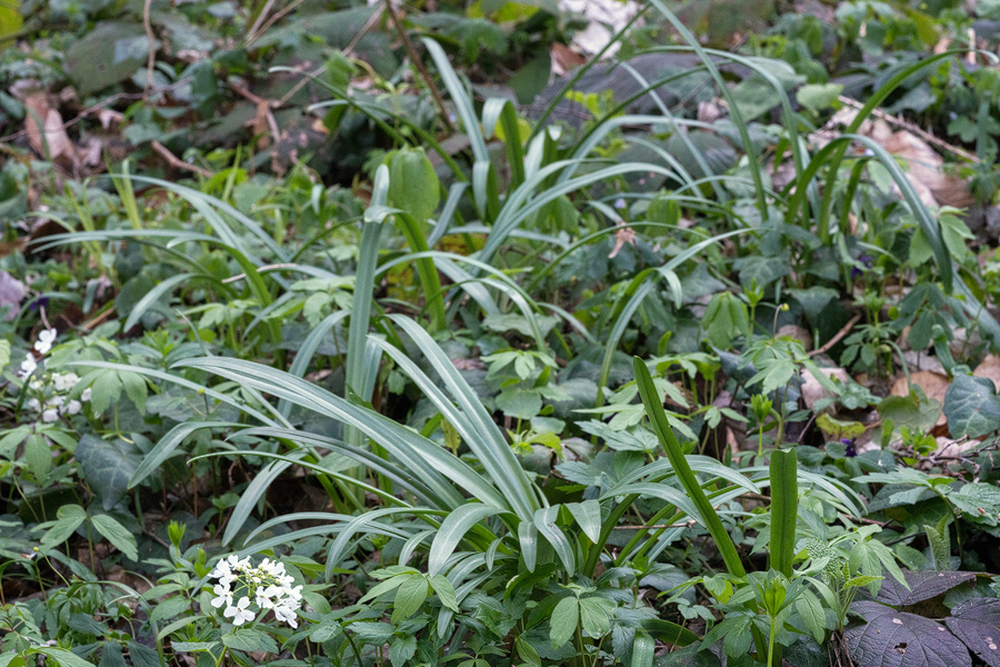 Galanthus lagodechianus, Lagodekhi National Park, Georgia, 23/3/16.