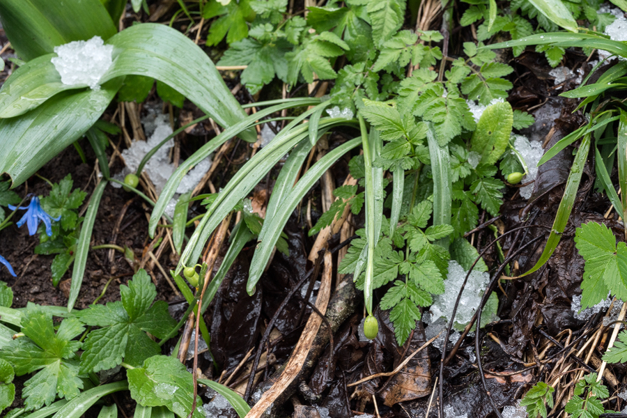 Galanthus rizehenis and Scilla sibirica, Sumela Monastery, NE Turkey, 15/3/16.
