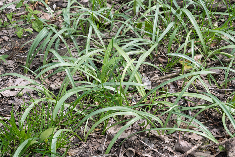 Galanthus rizehensis, near Sochi, Russia, 3/4/16.