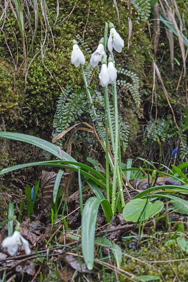 Galanthus rizehensis, NE Turkey, 14/3/16.