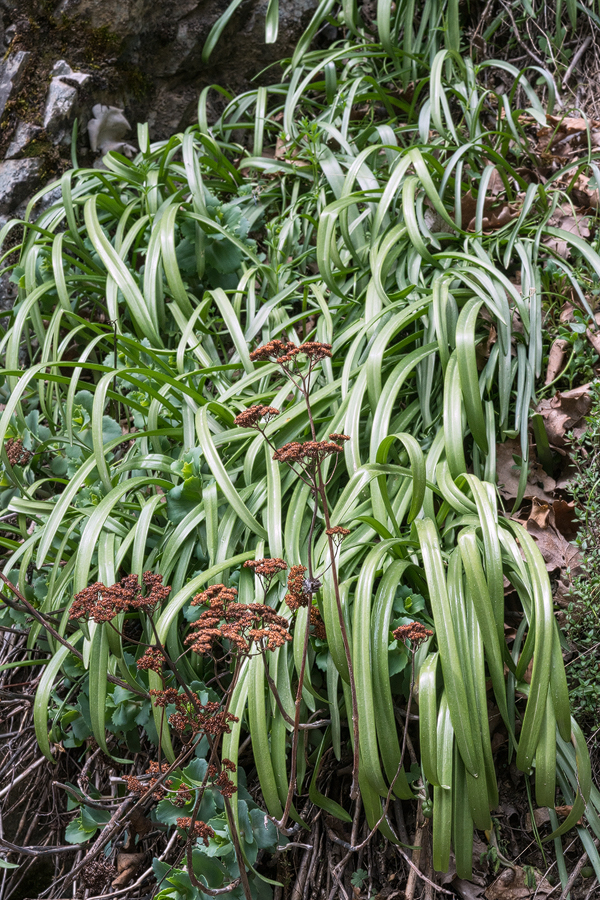 Galanthus rizehensis, Kaçkar Mountains, NE Turkey, 11/4/16.