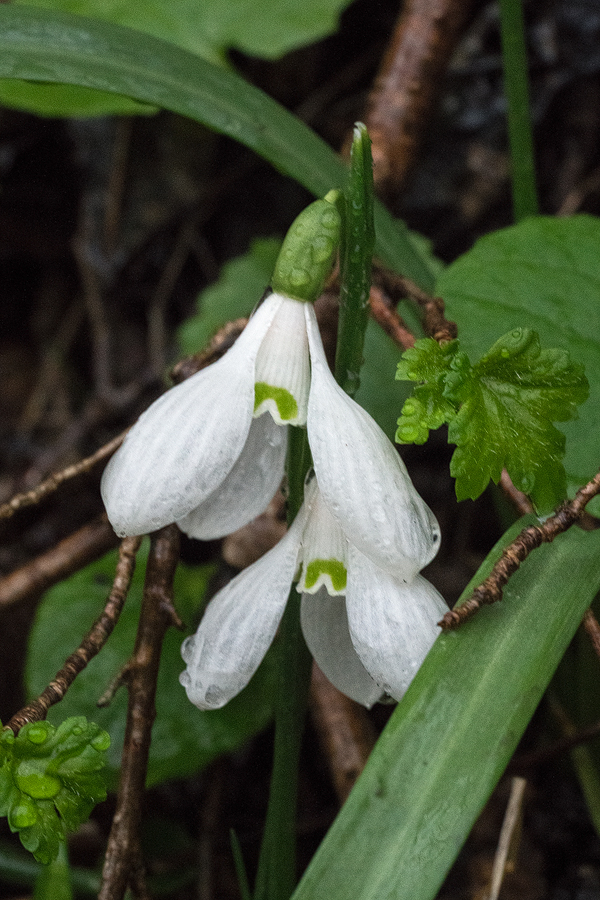 Galanthus rizehensis, NE Turkey, 14/3/16.