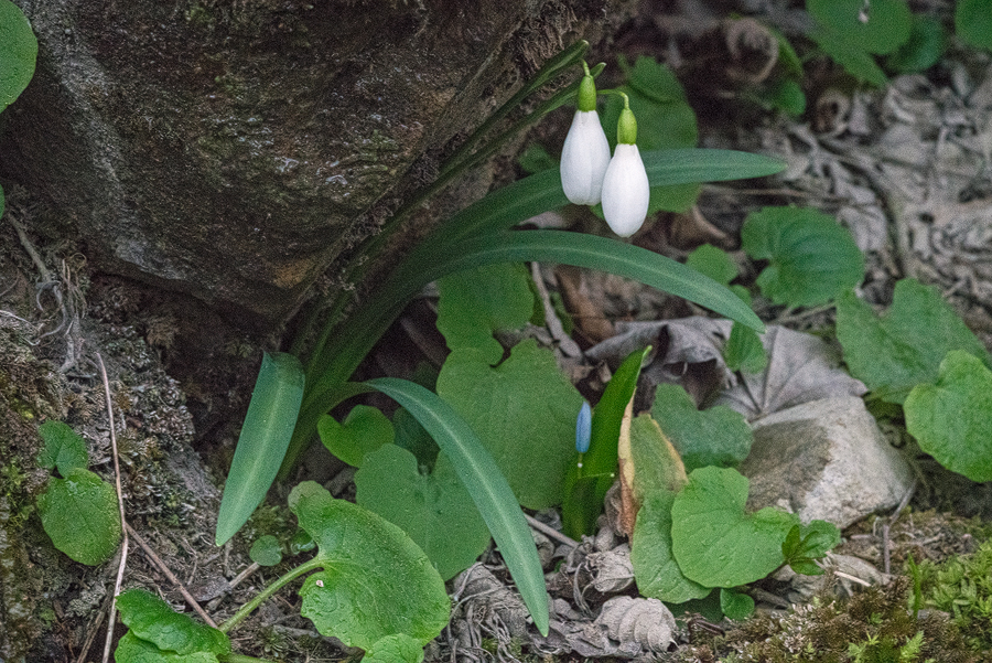 Galanthus rizehensis, NE Turkey, 14/3/16.